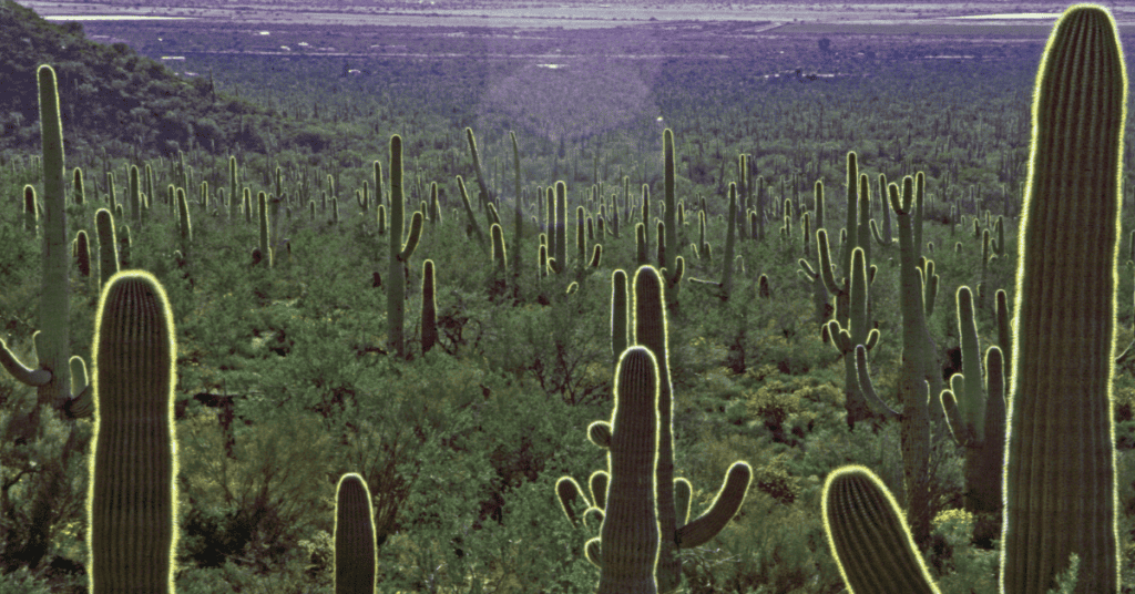 Photo of cactus in Arizona for Jim Samuel, content strategist and copywriter